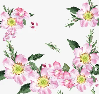 紫色美丽花朵框架免抠