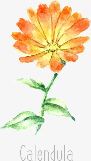 矢量金盏花免抠