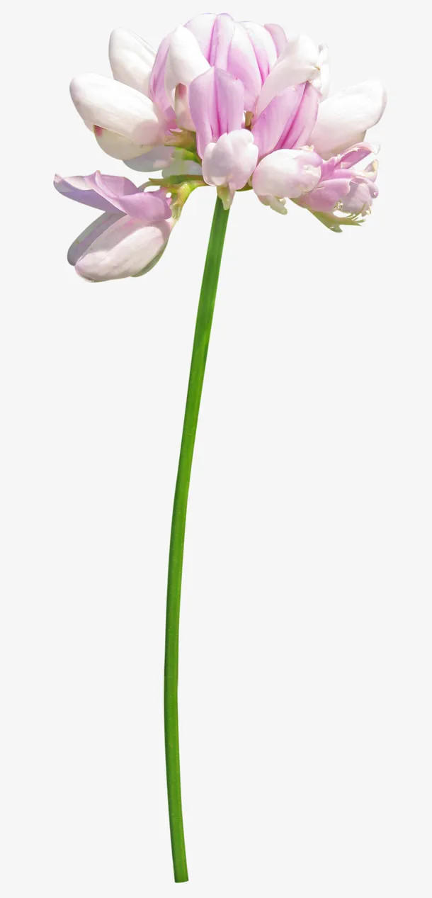 花草矢量素材免抠