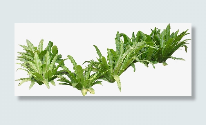 花圃花坛园艺免抠