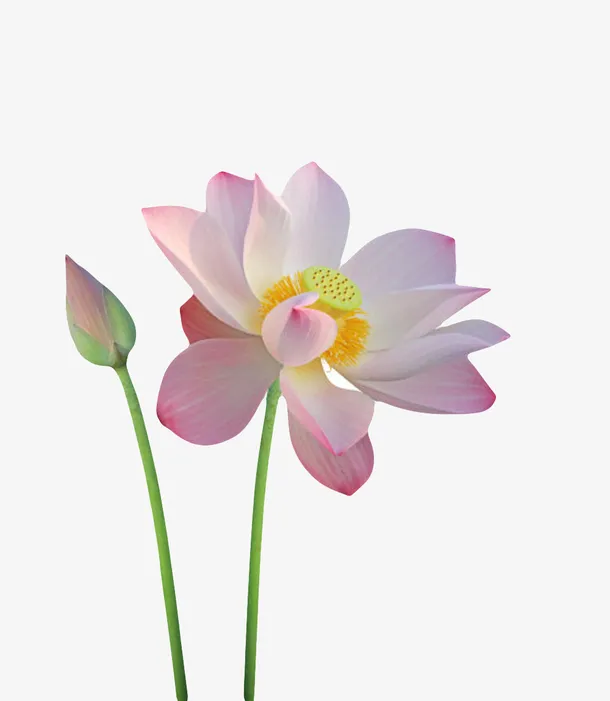 粉红色纯洁的花苞带梗的水芙蓉实免抠