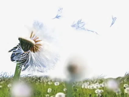 漂亮的蒲公英免抠 漂亮的蒲公英免抠