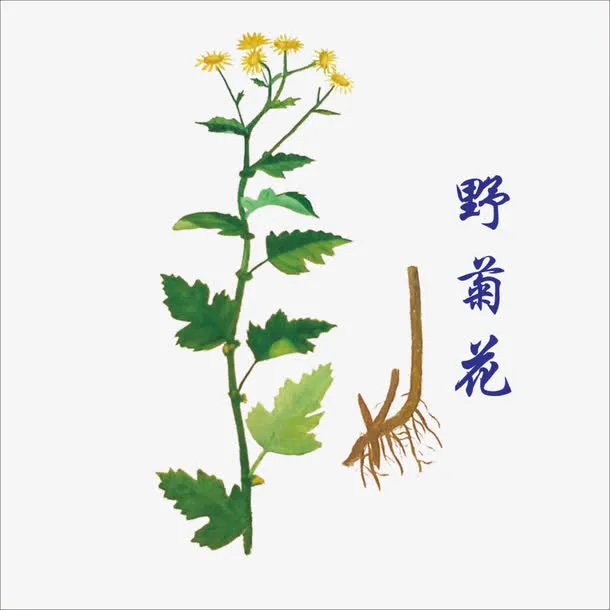 野菊花免抠