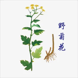 野菊花免抠