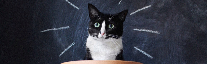 清新猫咪背景高清