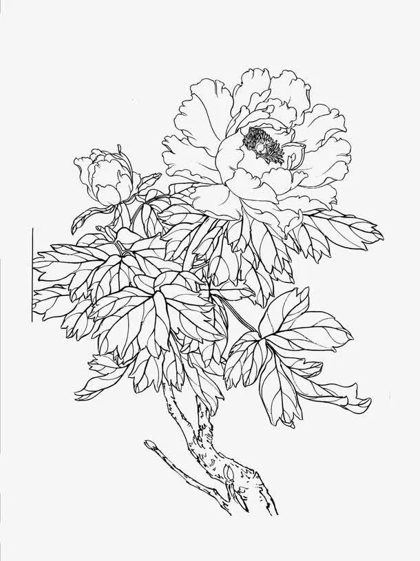 中国风牡丹花免抠