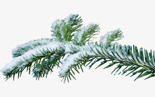 雪落在树枝上图片免抠