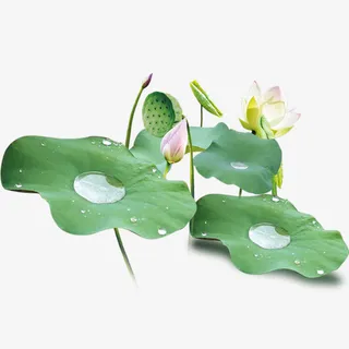 荷花叶子上的水珠免抠
