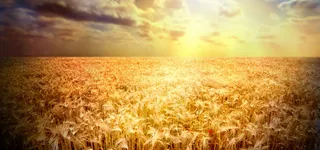 黄昏质感麦田背景高清