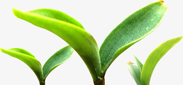 春天里的小嫩芽免抠