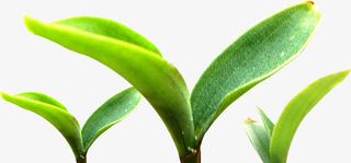 春天里的小嫩芽免抠