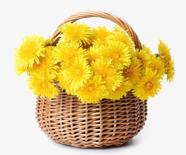 菊花免抠