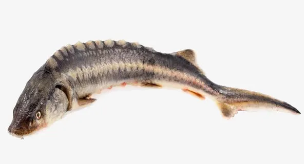 实物 鲟鱼 促销免抠