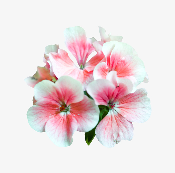 女王节鲜花素材免抠