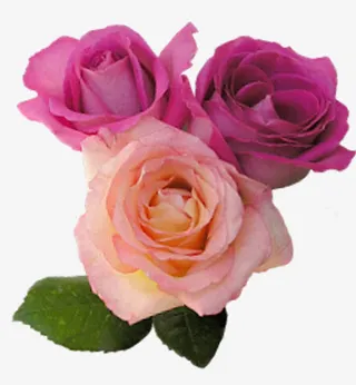 鲜花边框素材卡通鲜花素材 玫瑰免抠