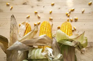 简约玉米颗粒风景免抠