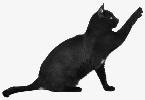 黑色卡通小猫png免抠