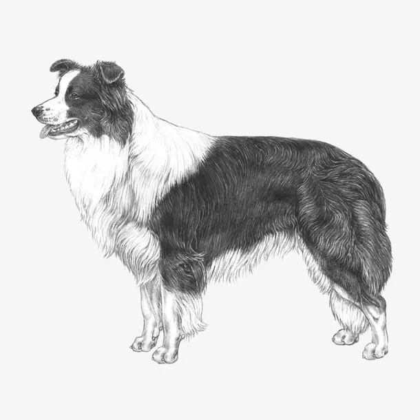手绘素描边牧狗狗写生免抠
