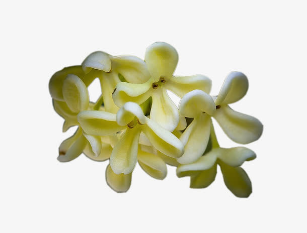 清新桂花花瓣图片素材免抠