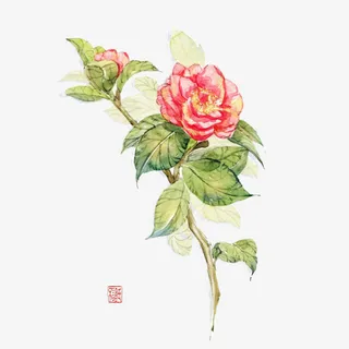 一枝唯美水彩中国风山茶花免抠免抠