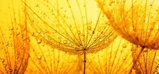 树叶水珠背景高清