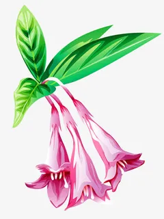 牵牛花素材免抠