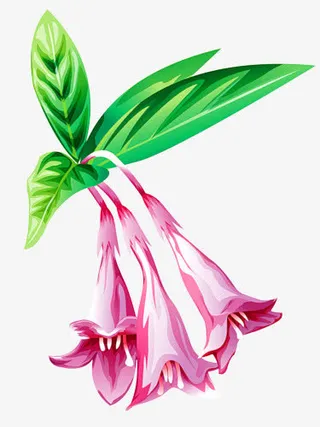 牵牛花素材免抠