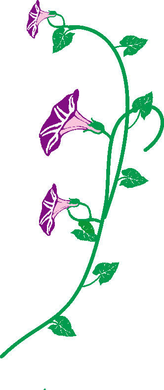 紫色牵牛花免抠