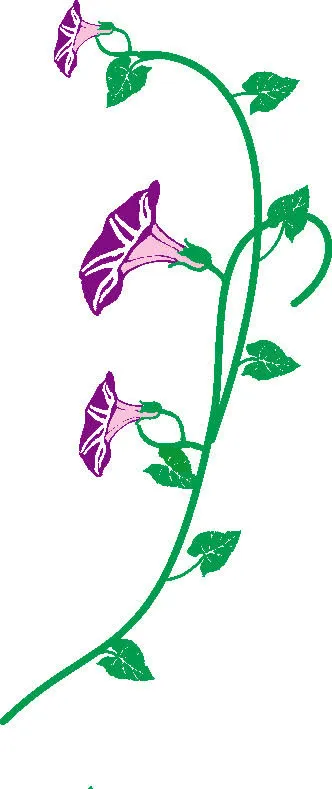 紫色牵牛花免抠