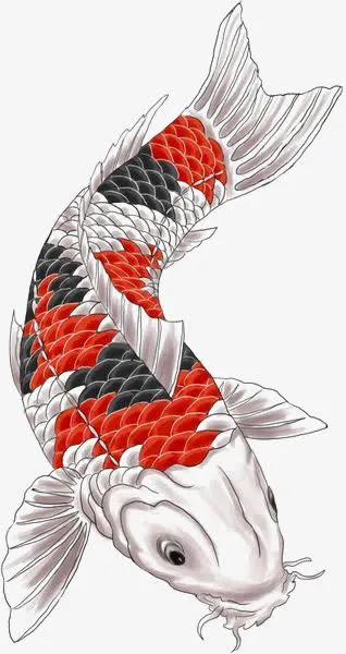 锦鲤免抠
