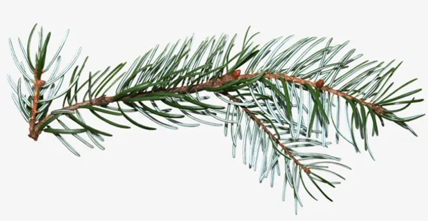 松树树枝免抠