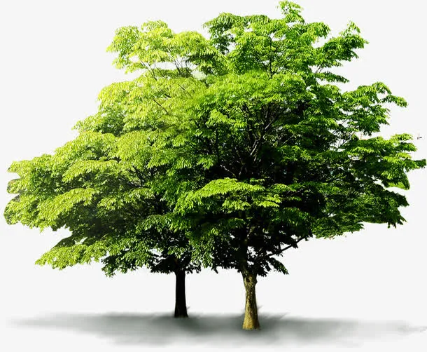 绿色春天植物大树景观高清免抠