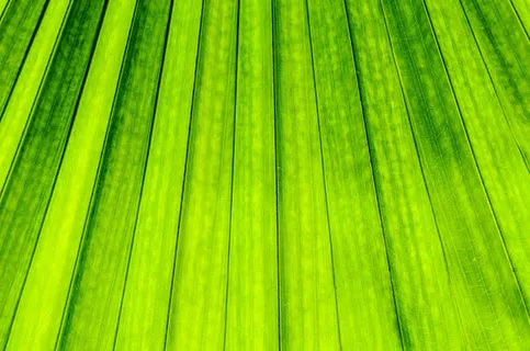 清新的绿叶免抠背景底纹元素