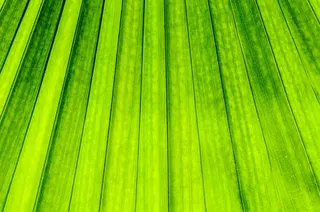 清新的绿叶免抠背景底纹元素