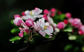 好看的西府海棠高清