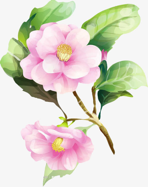 水彩牡丹花 水彩绿叶免抠