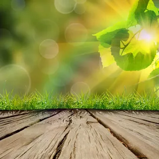 木板草地阳光枝叶免抠背景场景背景元素