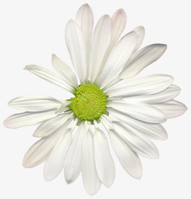 白色鲜花免抠
