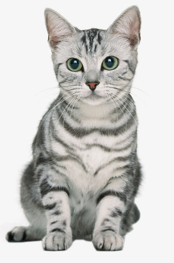 坐着的灰猫咪免抠