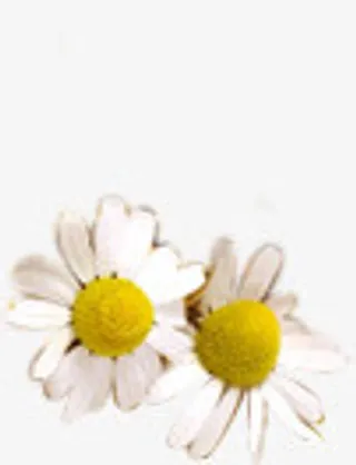 白色雏菊七夕情人节免抠