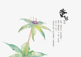 手绘中医中药素材免抠