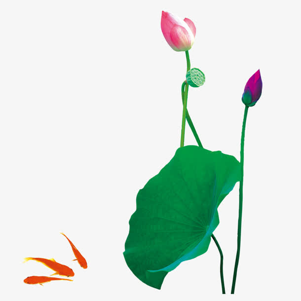 手绘荷花免抠