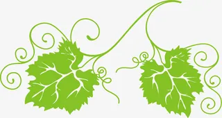 手绘绿色葡萄叶子免抠
