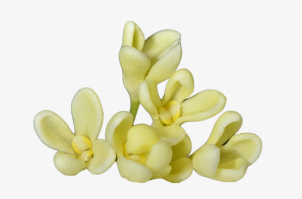 黄色桂花花瓣图片素材免抠