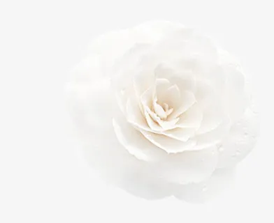 白色玫瑰免抠