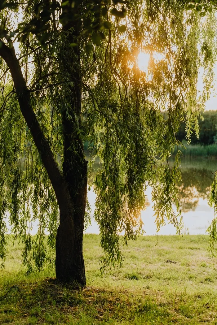 柳树，春天，春日，杨柳树高清