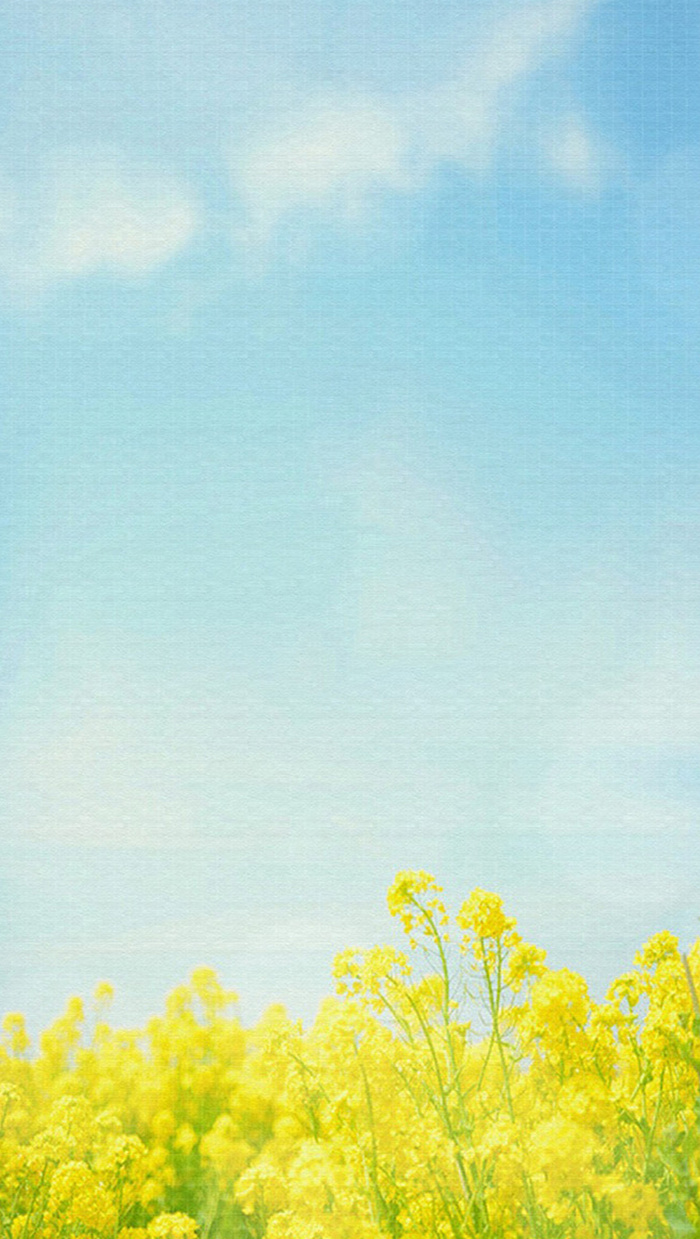 清新春天油菜花平面广告高清
