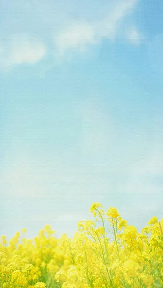 清新春天油菜花平面广告高清