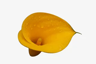 夏日雨中盛开的一朵马蹄花免抠