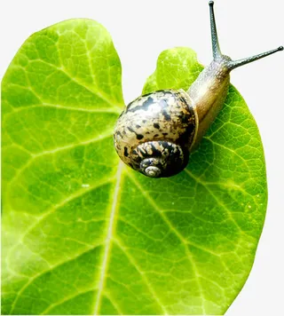 绿色卡通树叶蜗牛免抠